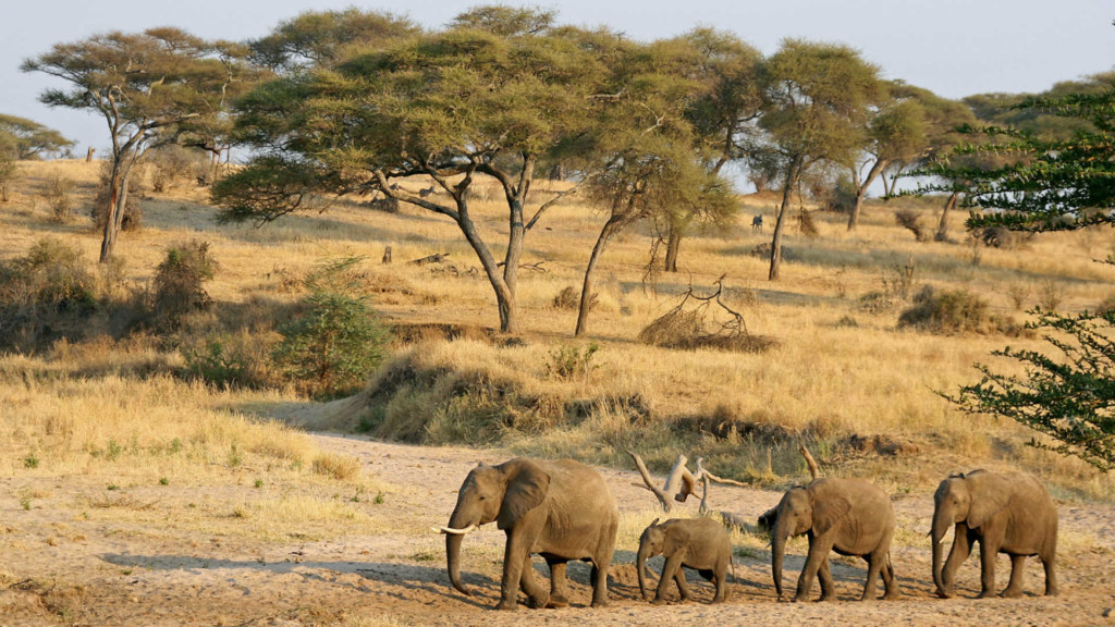 ultimate-tanzania
