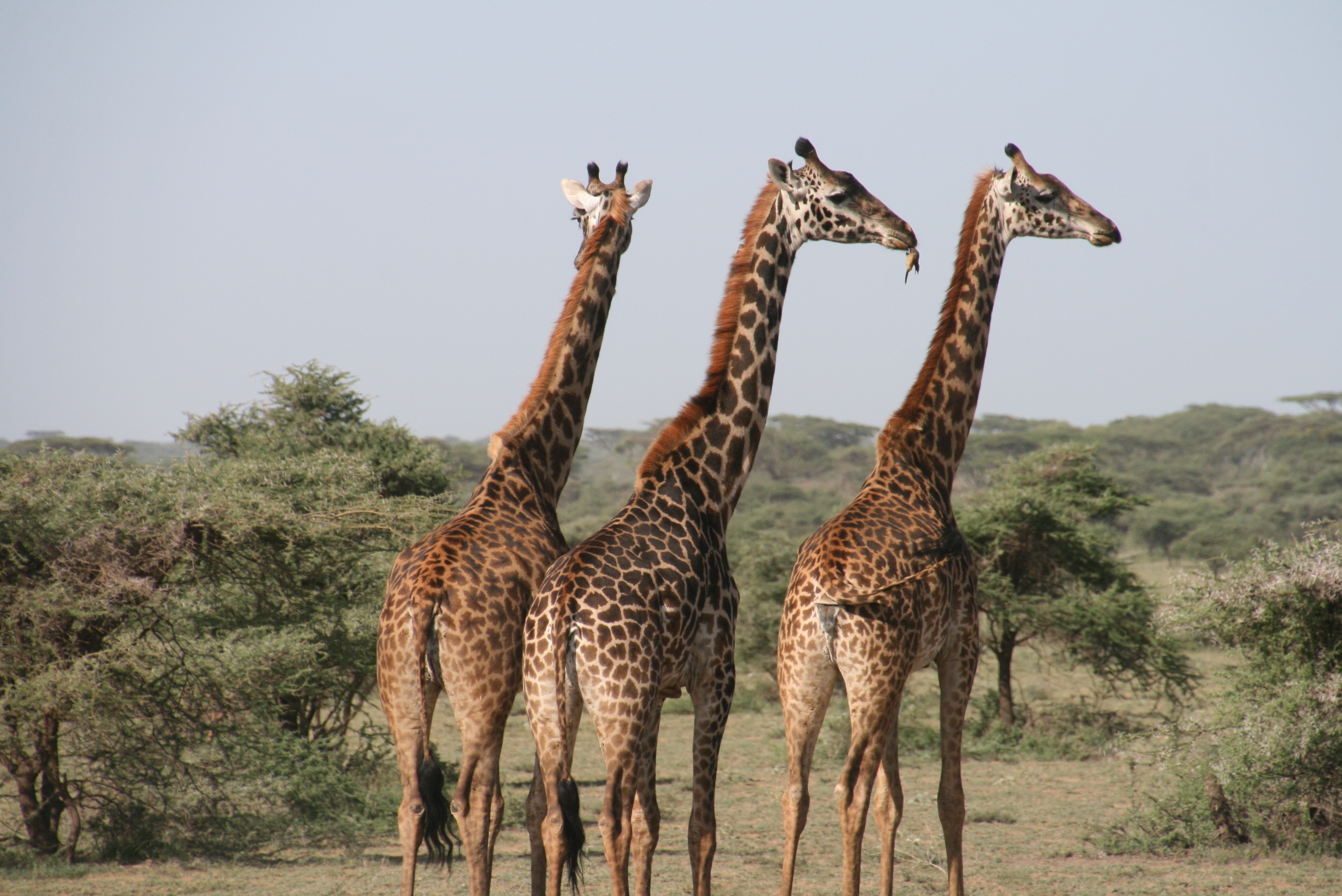 Finding The Top Five Game Reserves In Kenya